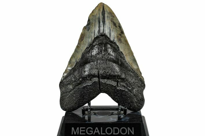 Huge, Fossil Megalodon Tooth - South Carolina #307428